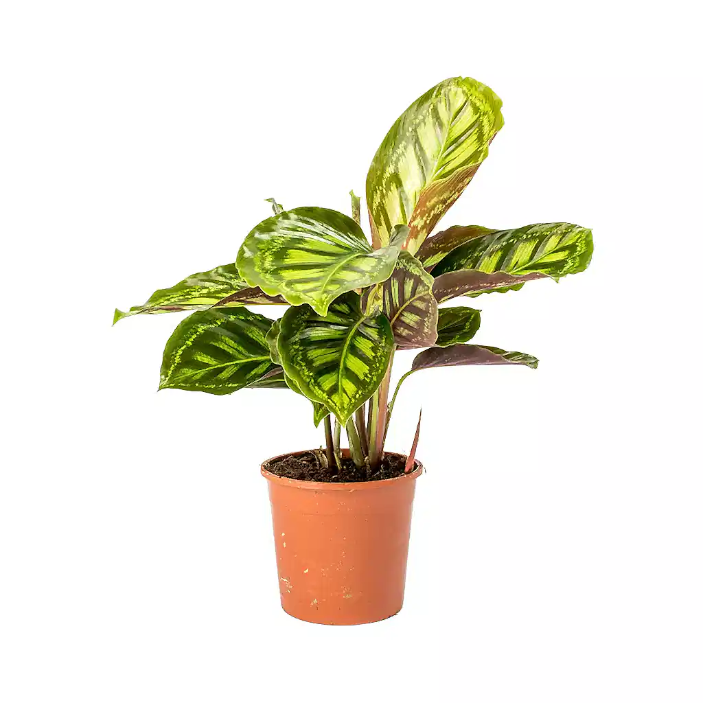 Calathea Flamestar 55cm