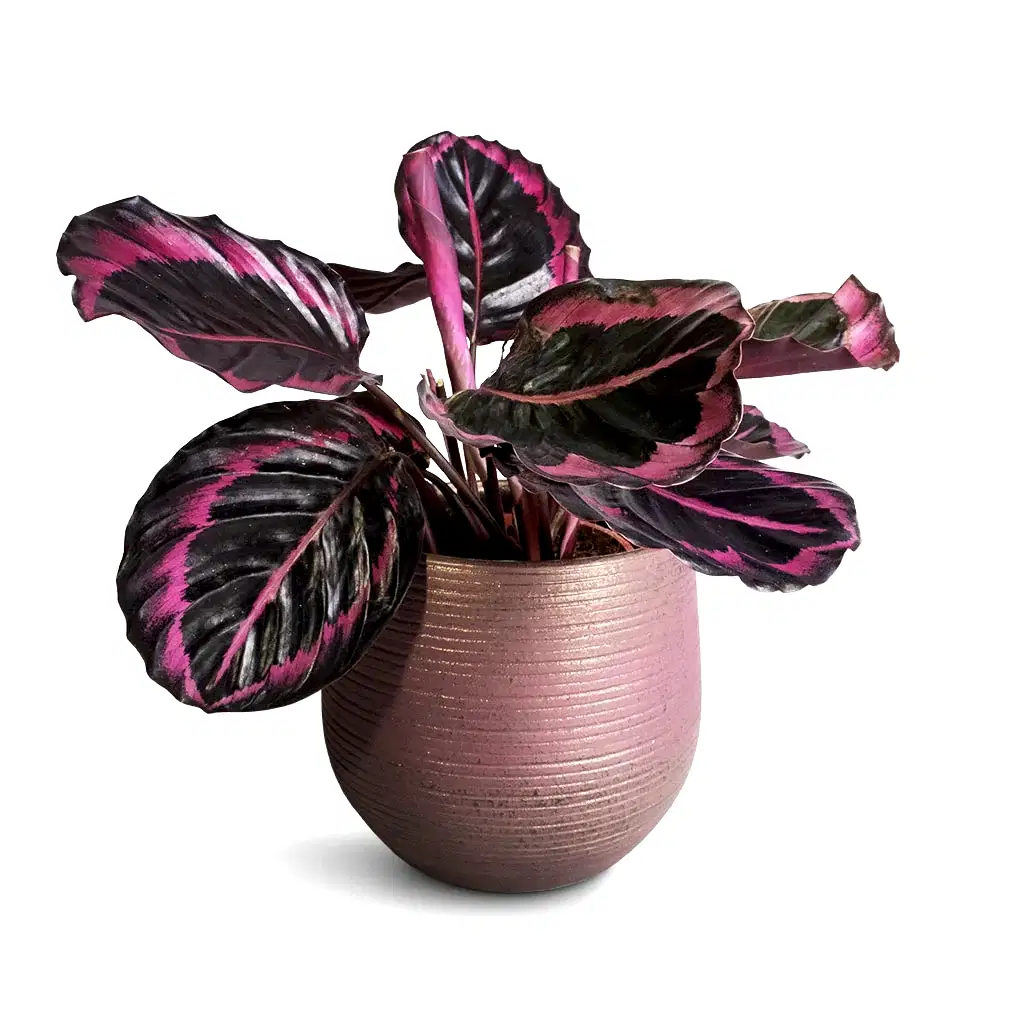 Calathea roseopicta Surprise Star - Rose Painted Calathea & Lydia Plant Pot - Shiny Purple