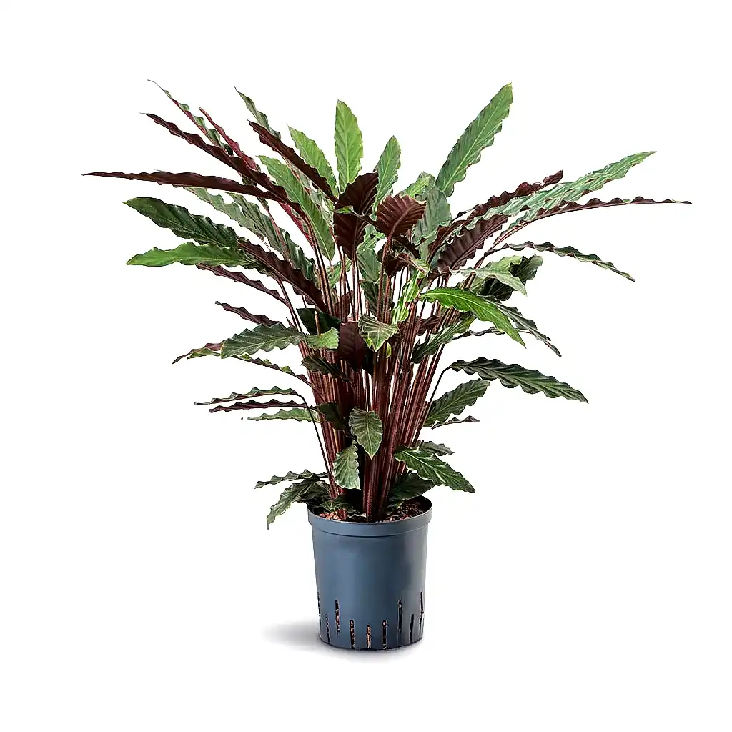 Calathea rufibarba - Velvet Calathea - Hydroculture - 18/19 x 80cm