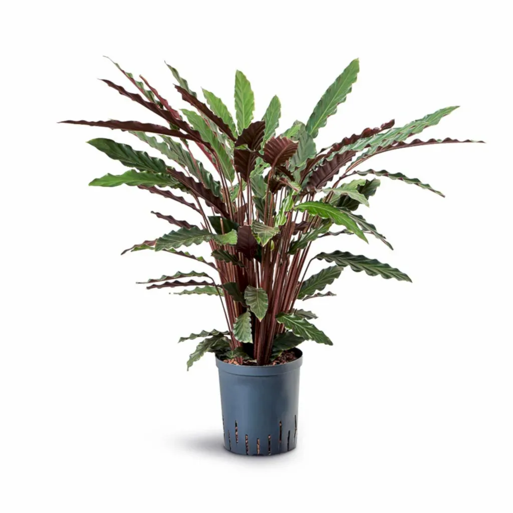 Calathea rufibarba - Velvet Calathea - Hydroculture - 18/19 x 80cm