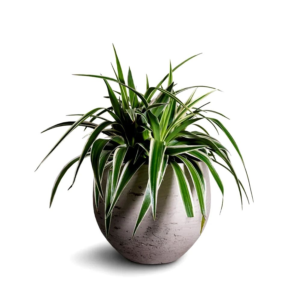 Chlorophytum Variegatum - Spider Plant Houseplant & Mini Orb Kevan Plant Pot - Grey Washed