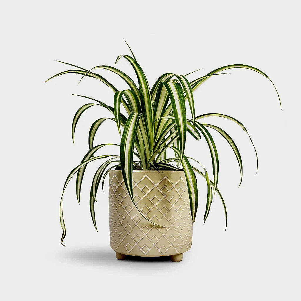 Chlorophytum Vittatum Houseplant - Spider Plant & Bilbao Plant Pot -  Pale Jade