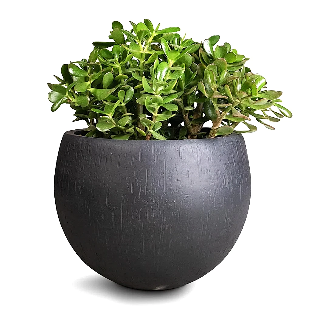 Crassula ovata - Jade Plant & Raindrop Globe Planter - Anthracite