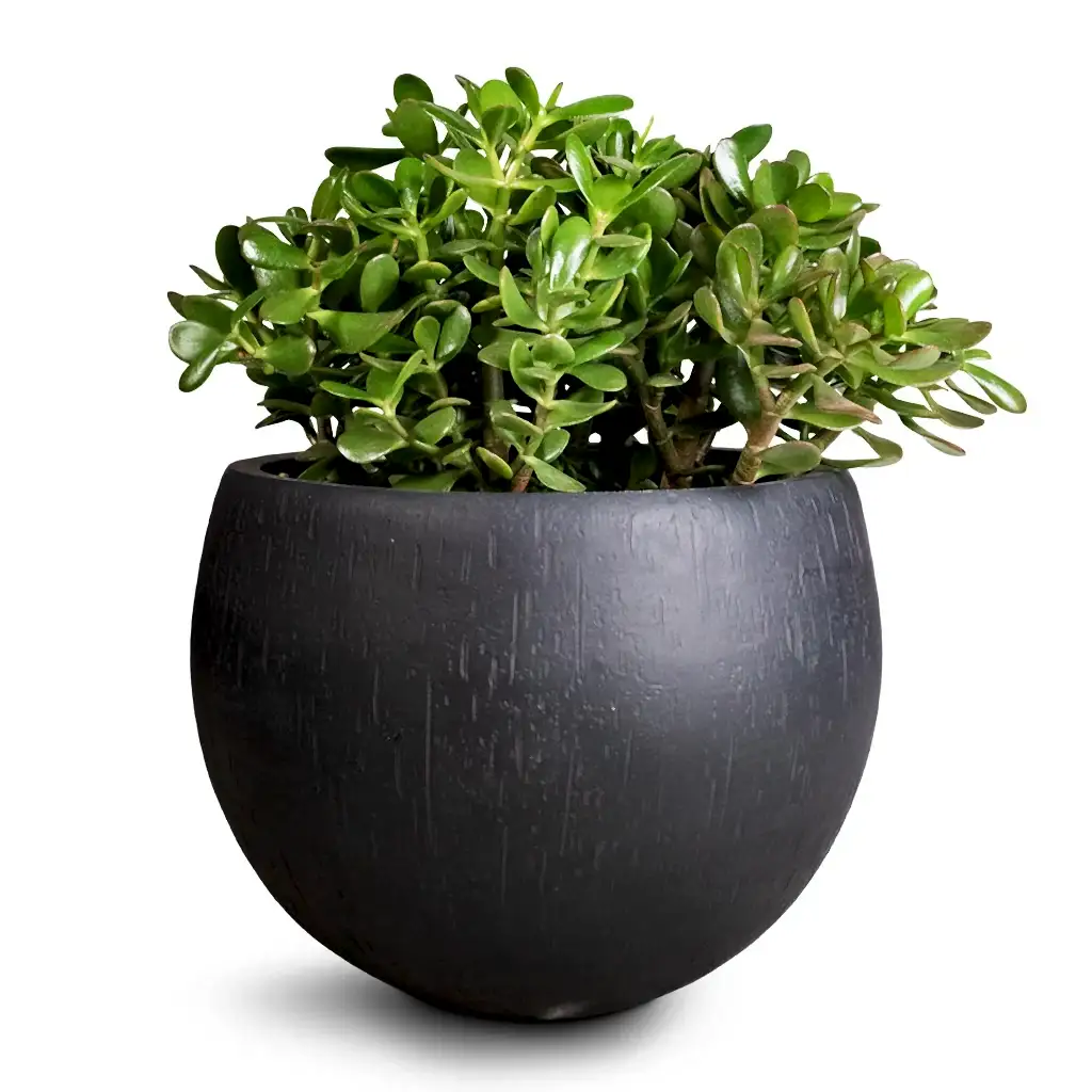 Crassula ovata - Jade Plant &amp; Raindrop Globe Planter - Anthracite