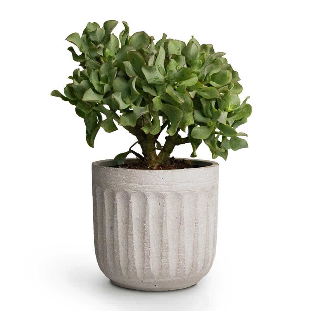 Curly Jade Plant & Duncan Plant Pot Cement