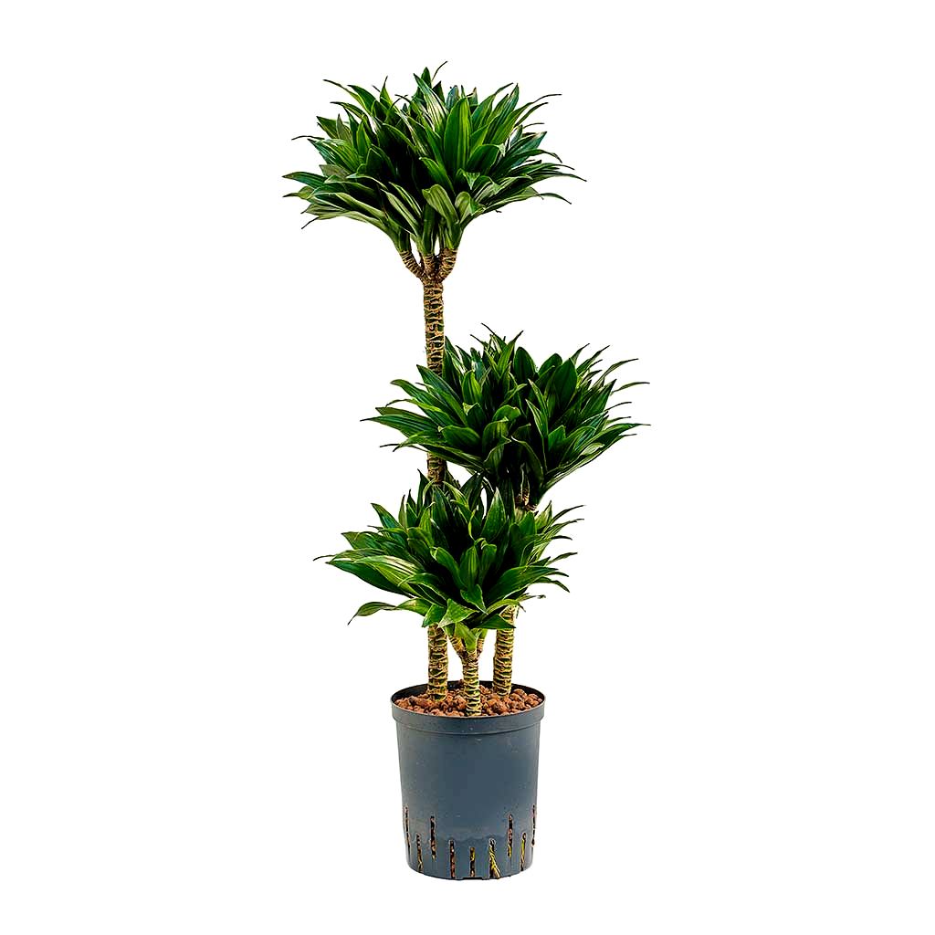 Dracaena Compacta Multi-Stem Hydroculture Indoor Plant 3 Stems