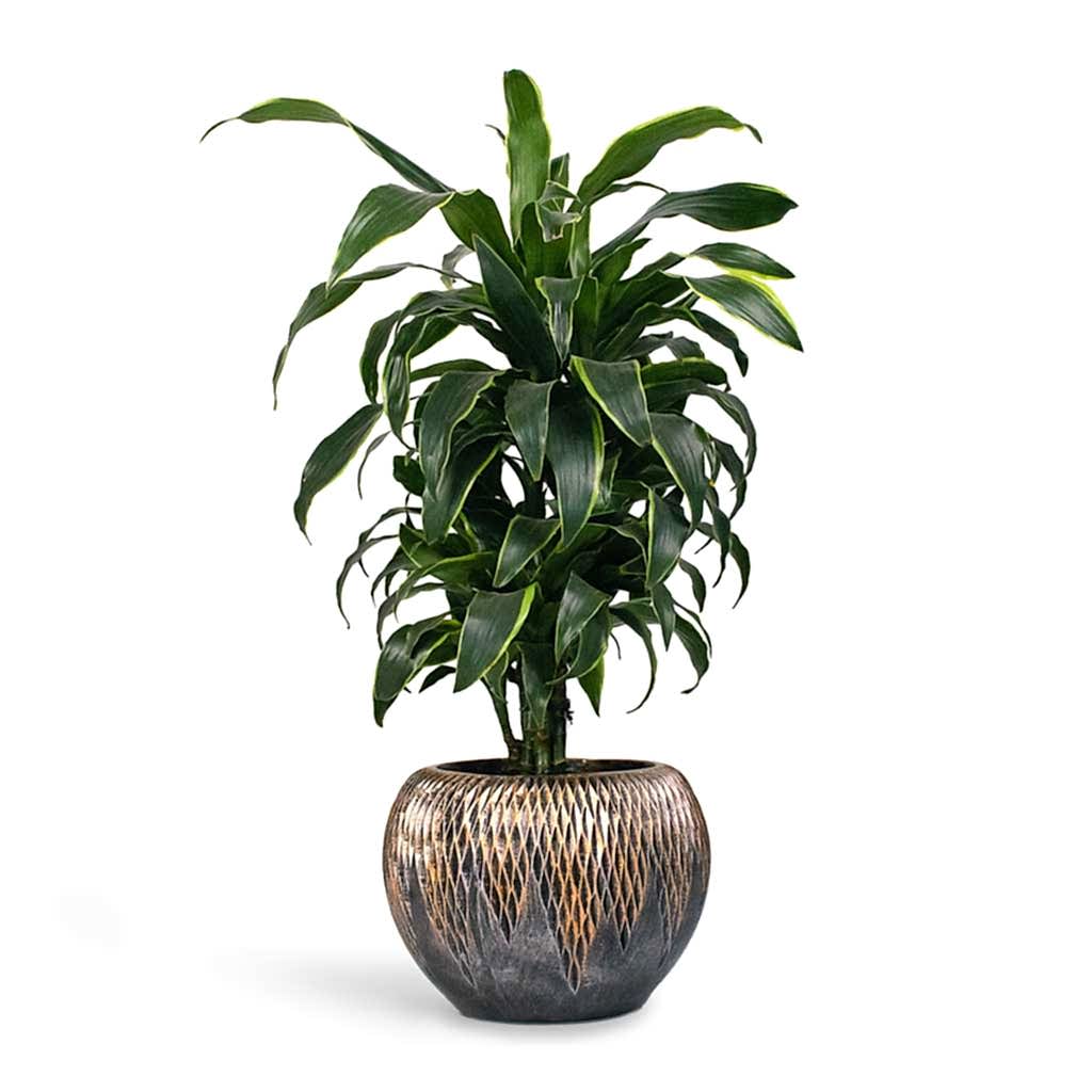 Dracaena fragrans Dorado Indoor Plant  - Branched & Luxe Lite Comet Globe Planter - Bronze