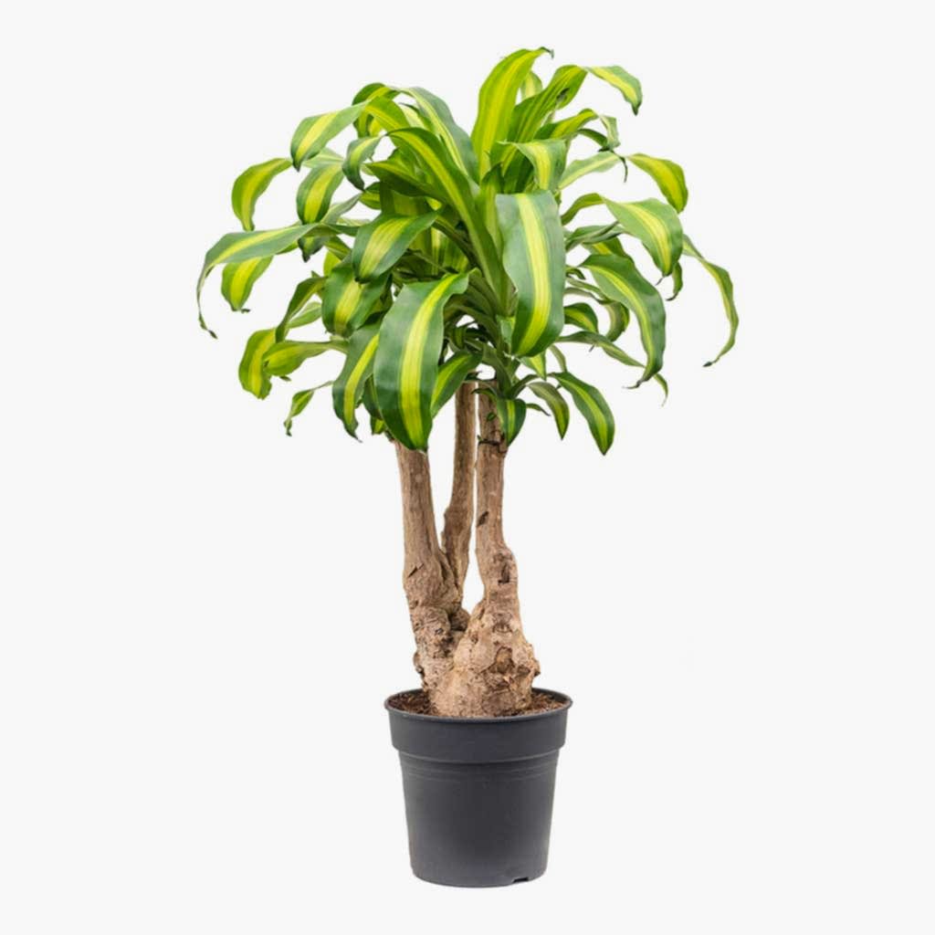 Dracaena fragrans Massangeana - Branched