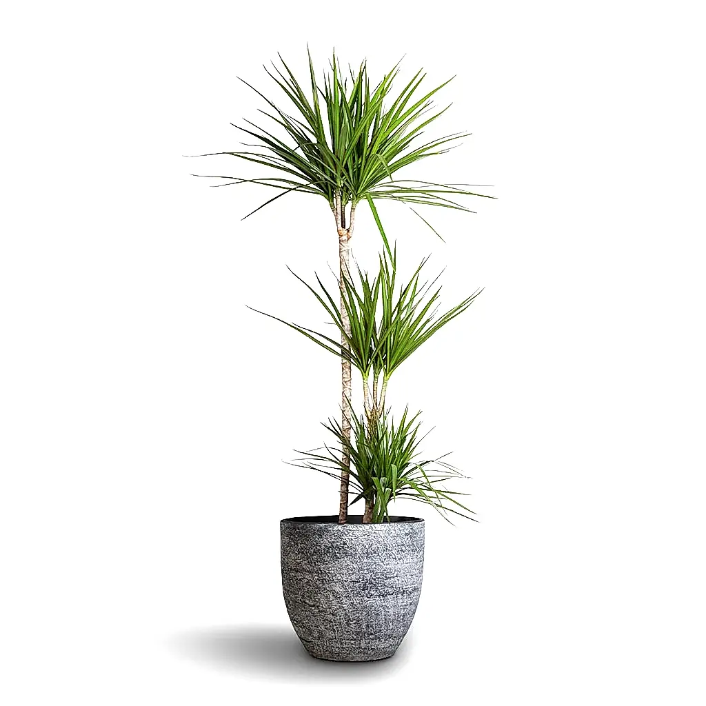 Dracaena marginata Red Edged - Multi Stem & Cas Plant Pot