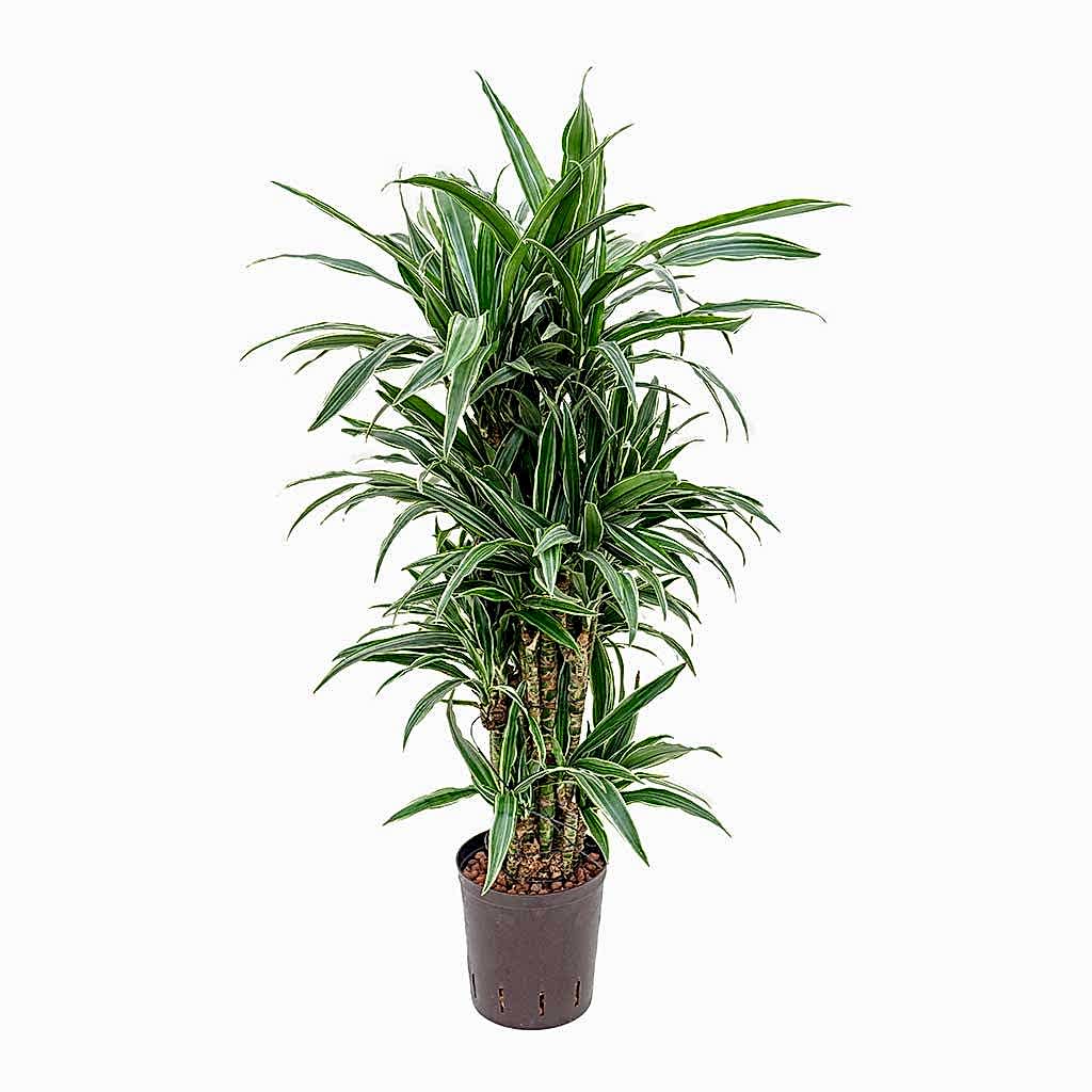 Dracaena Warneckii Branched Hydroculture Indoor Plant