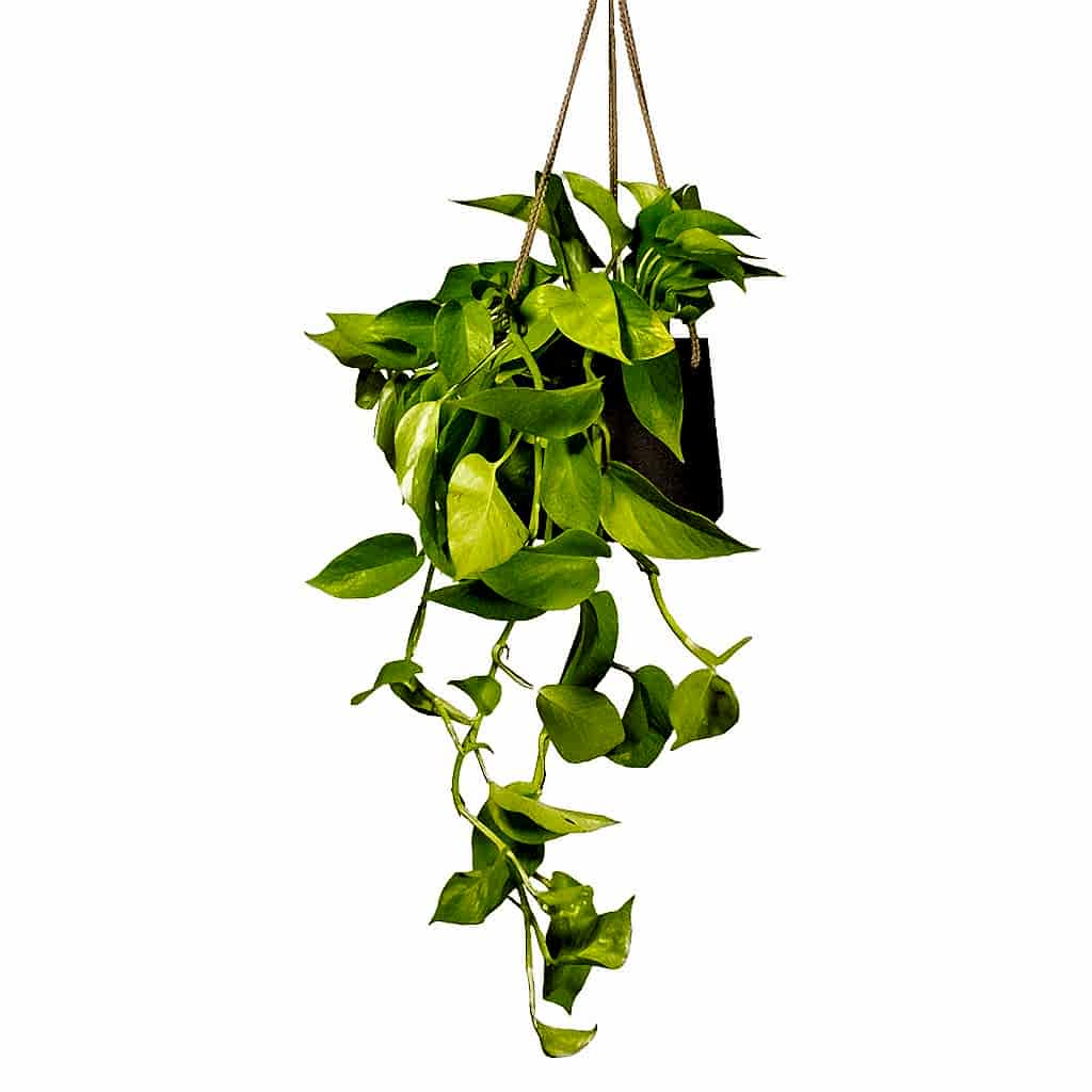 Epipremnum aureum Neon Golden Neon Pothos Houseplant &amp; Plant Pot Patt Hanging Black Wash