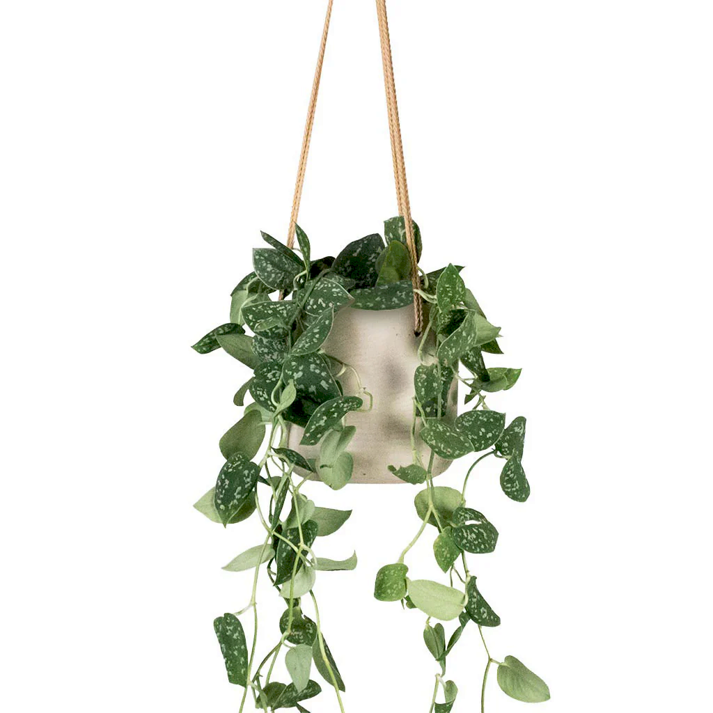 Epipremnum pictum Argyraeus - Satin Pothos &amp; Charlie Hanging Plant Pot - Grey Washed
