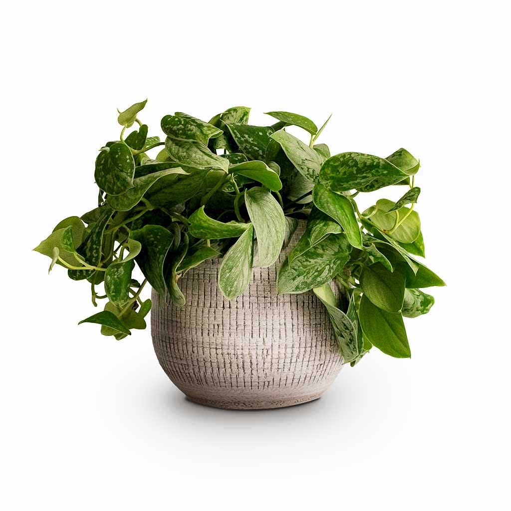 Epipremnum pictum Silvery Ann Satin Pothos & Ryan Plant Pot White Black