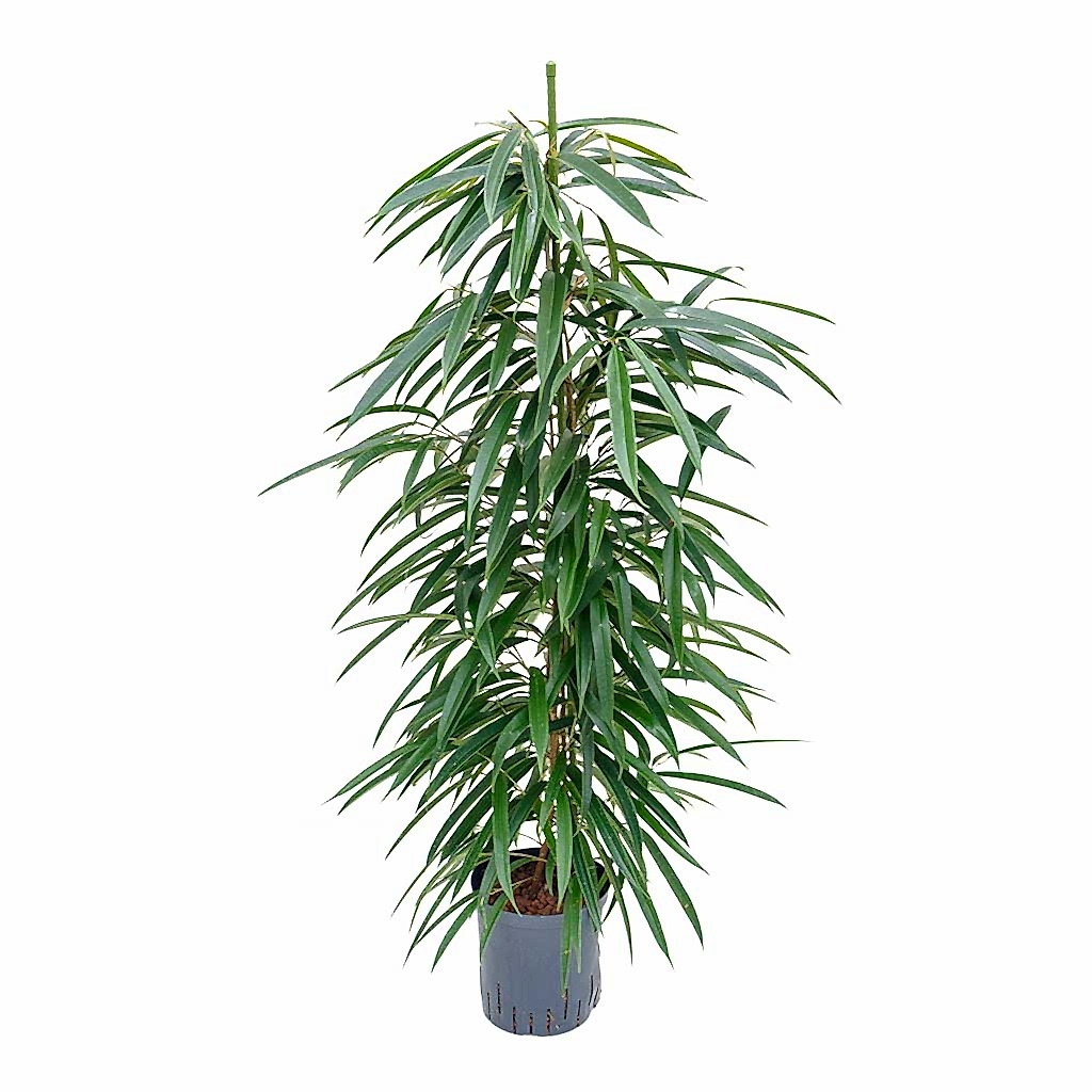 Ficus Alii Hydroculture Plant