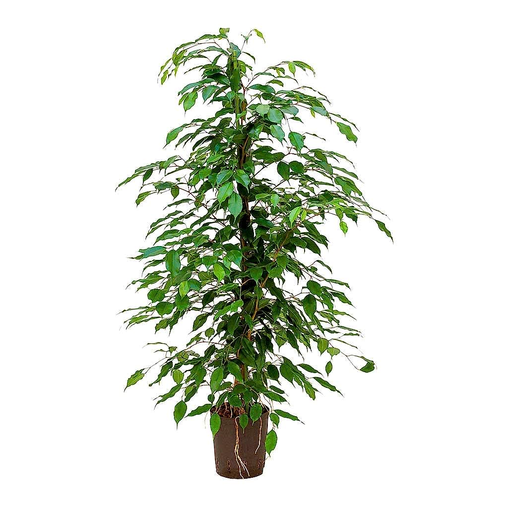 Ficus benjamina Hydroculture Plant