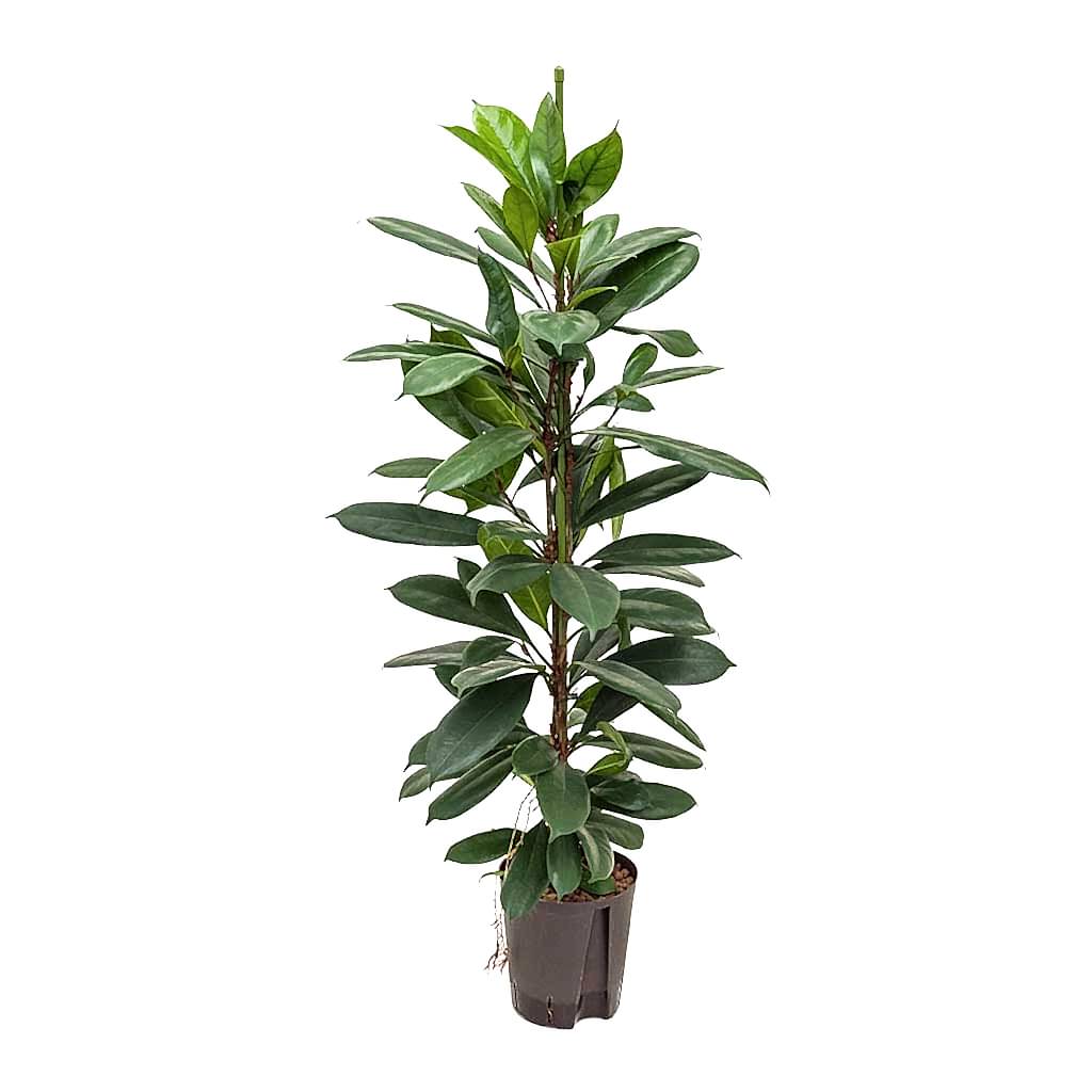 Ficus cyathistipula Hydroculture Indoor Plant