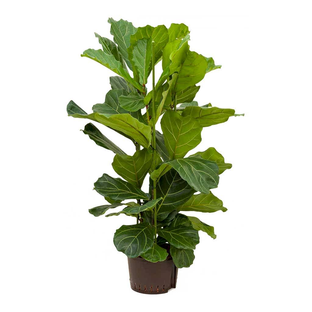 Ficus lyrata Hydroculture Indoor Plant 3 Stems