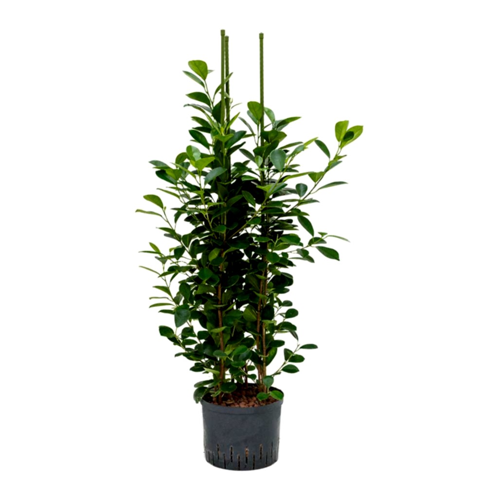 Ficus moclame Hydroculture Indoor Plant