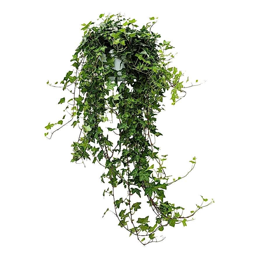 Hedera helix Pittsburgh - English Ivy Houseplant