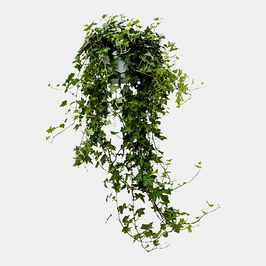 Hedera helix Pittsburgh - English Ivy Houseplant