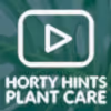 Boston Fern Houseplant Care Tips From Hortology