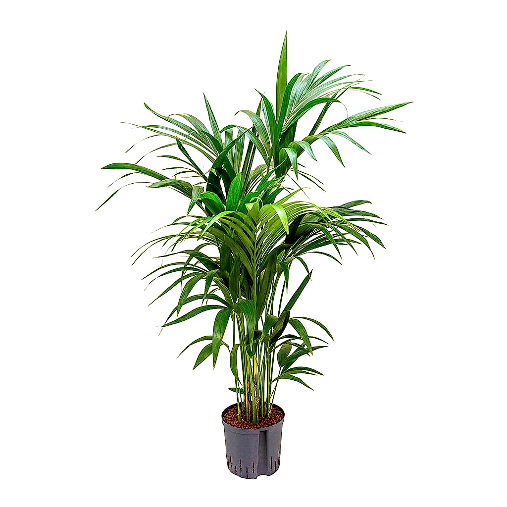 Howea Kentia Palm Hydroculture Indoor Plant 140cm