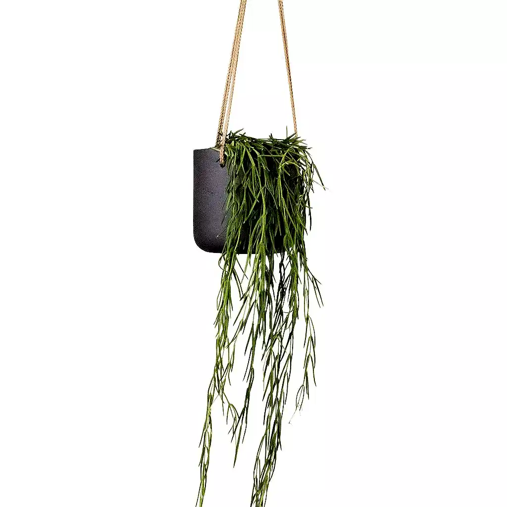 Hoya linearis - Linear Porcelain Plant Houseplant & Charlie Hanging Plant Pot - Black Washed