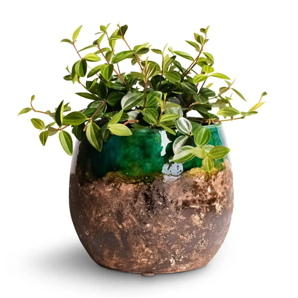 Peperomia angulata rocca scuro - Dark Green Beetle Radiator Plant & Lindy Plant Pot - Black Green