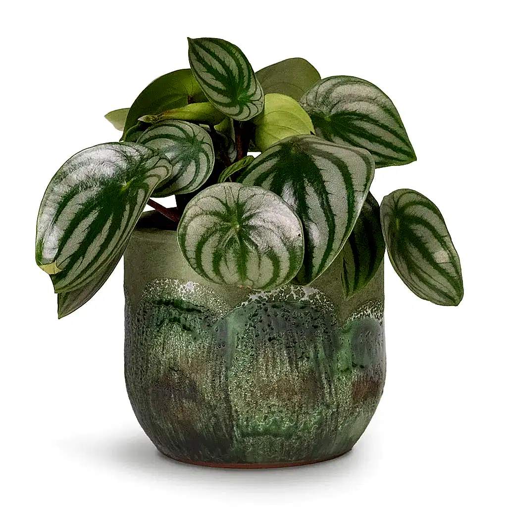 Peperomia argyreia - Watermelon Peperomia & Moon Plant pot Jungle