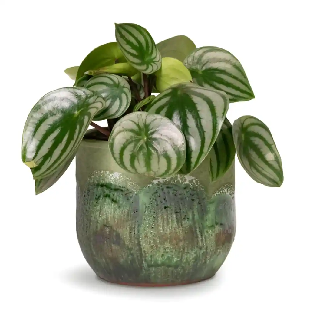 Peperomia argyreia - Watermelon Peperomia &amp; Moon Plant pot Jungle