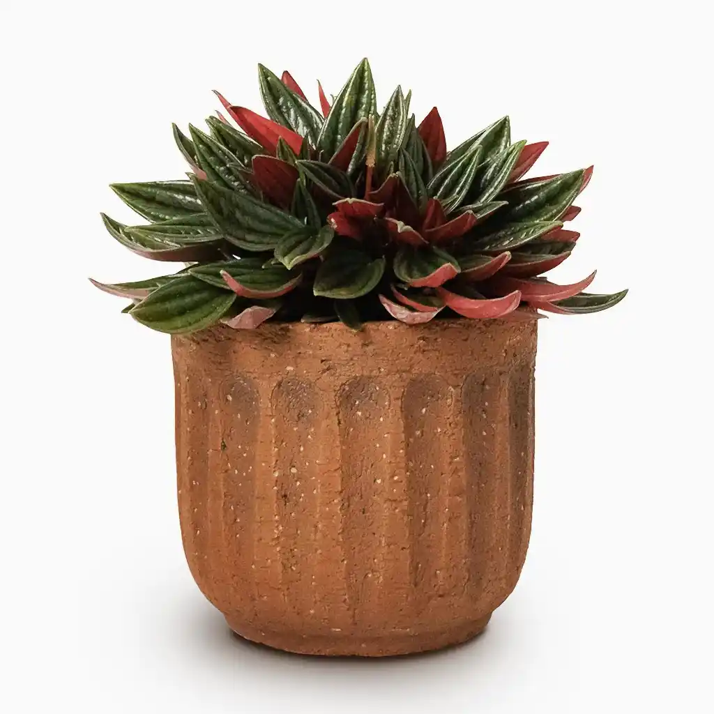 Peperomia caperata Rosso & Duncan Plant Pot Rust