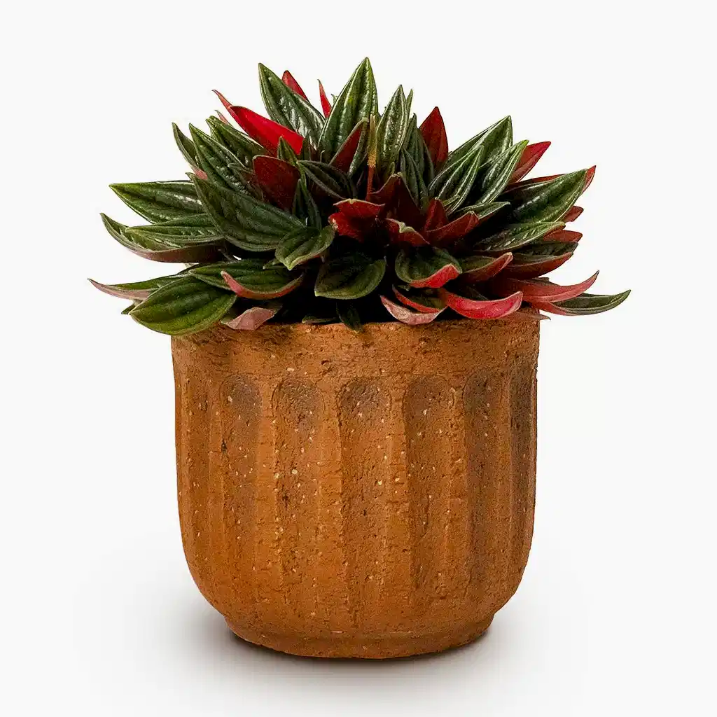 Peperomia caperata Rosso &amp; Duncan Plant Pot Rust