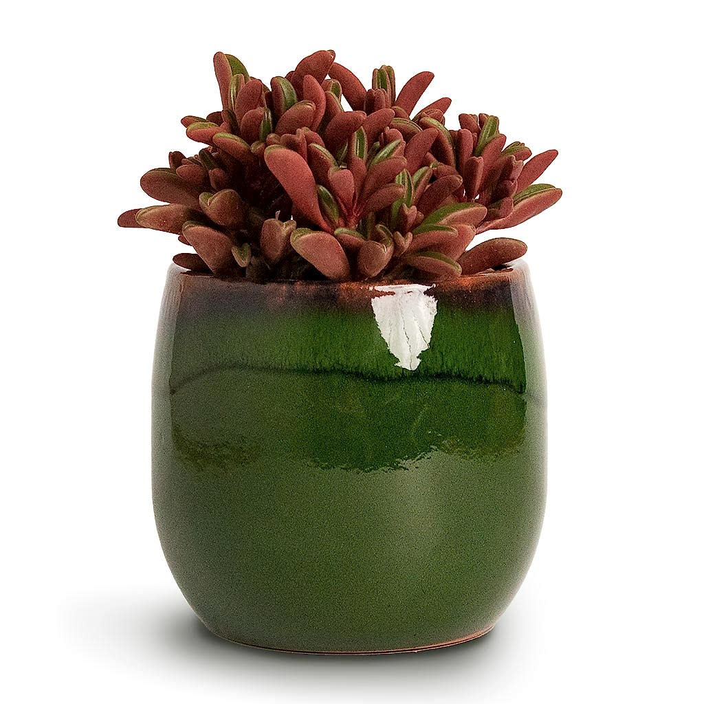 Peperomia graveolens Ruby Glow Radiator Plant & Charlotte Plant Pot Green