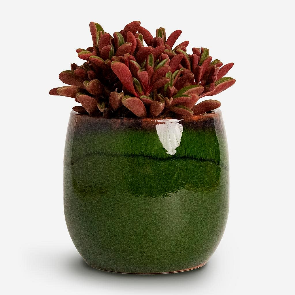Peperomia graveolens Ruby Glow Radiator Plant &amp; Charlotte Plant Pot Green