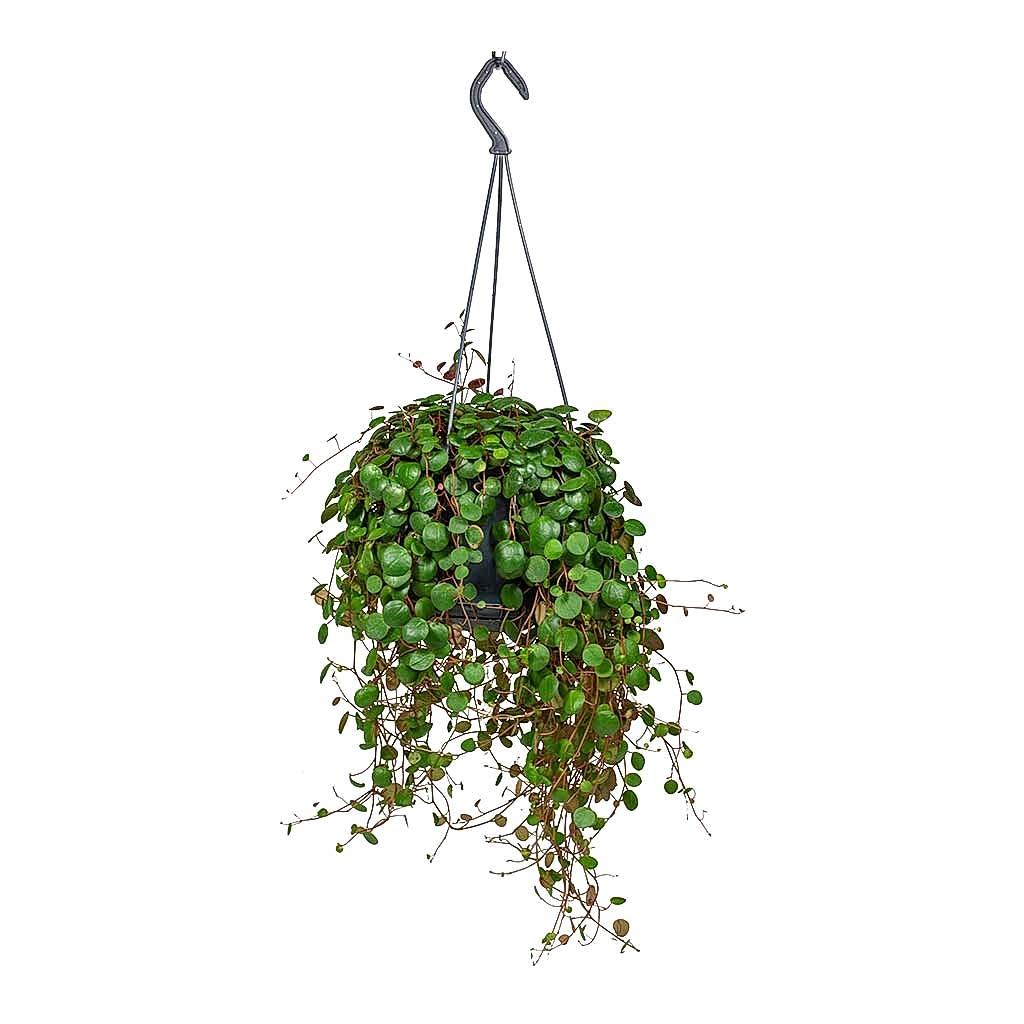 Peperomia prostrata Pepperspot - String of Coins