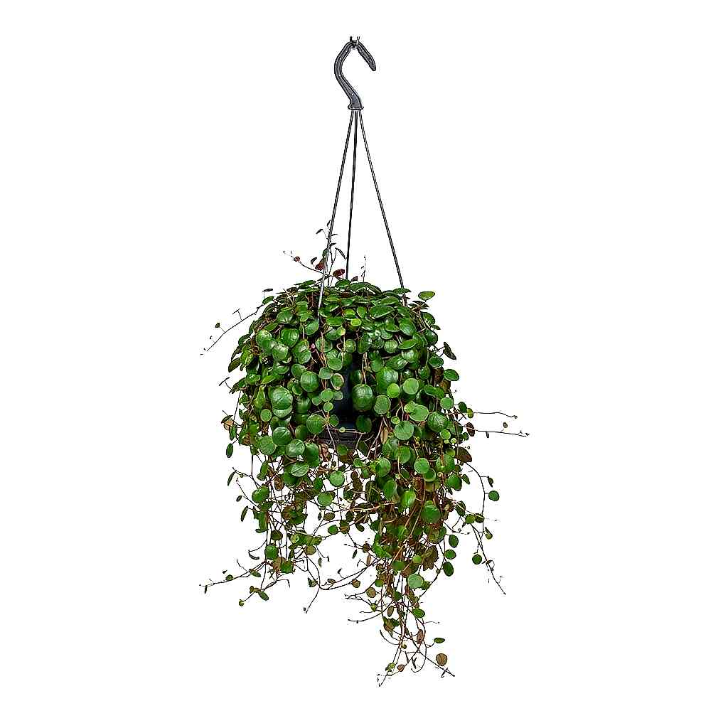 Peperomia prostrata Pepperspot - String of Coins