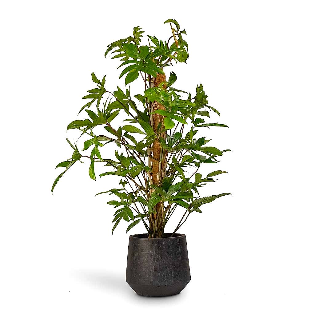 Philodendron pedatum Oak Leaf Philodendron Moss Pole & Raindrop Tube Round Planter Anthracite