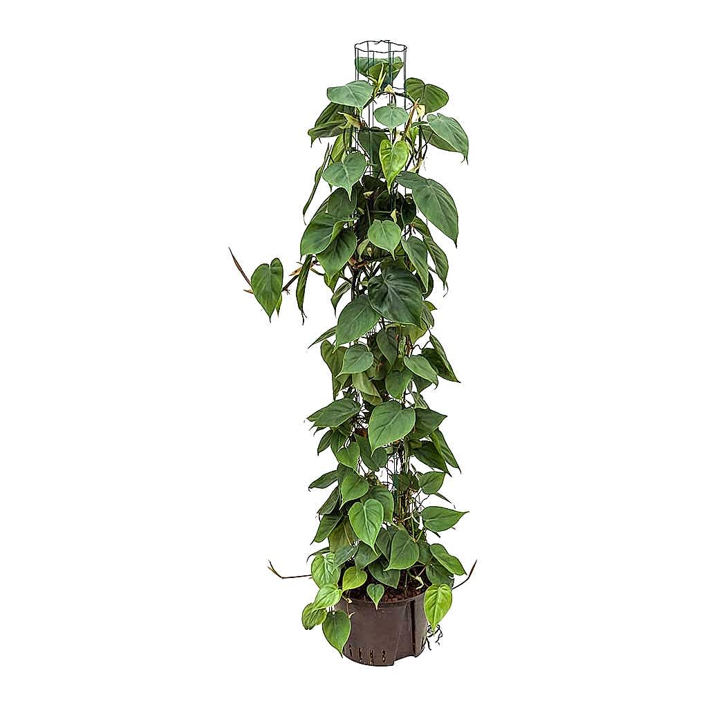 Philodendron scandens Column Hydroculture Indoor Plant