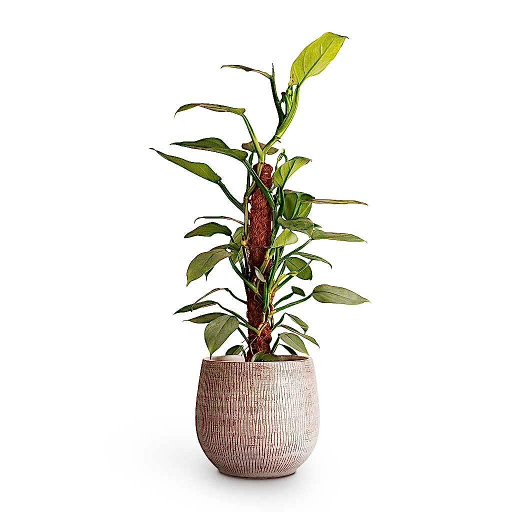Philodendron Silver Queen Moss Pole & Ryan Plant Pot White Black