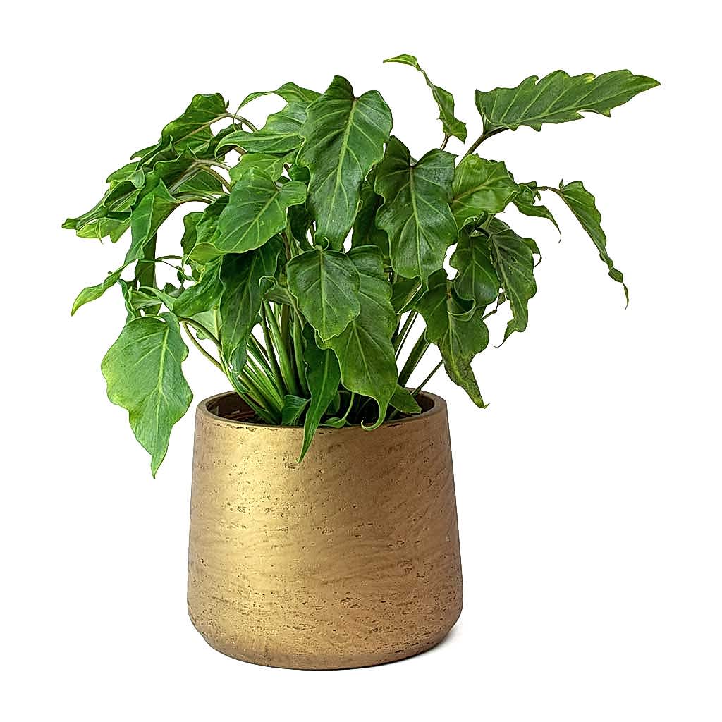 Philodendron Winterbourn - Xanadu Philodendron & Copper Patt Plant Pot