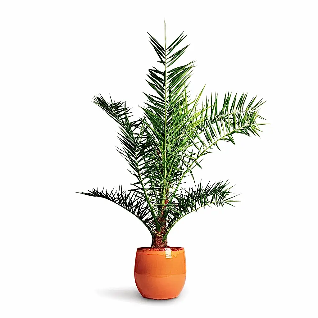 Phoenix Canariensis - Canary Island Date Palm & Charlotte Plan Pot - Orange