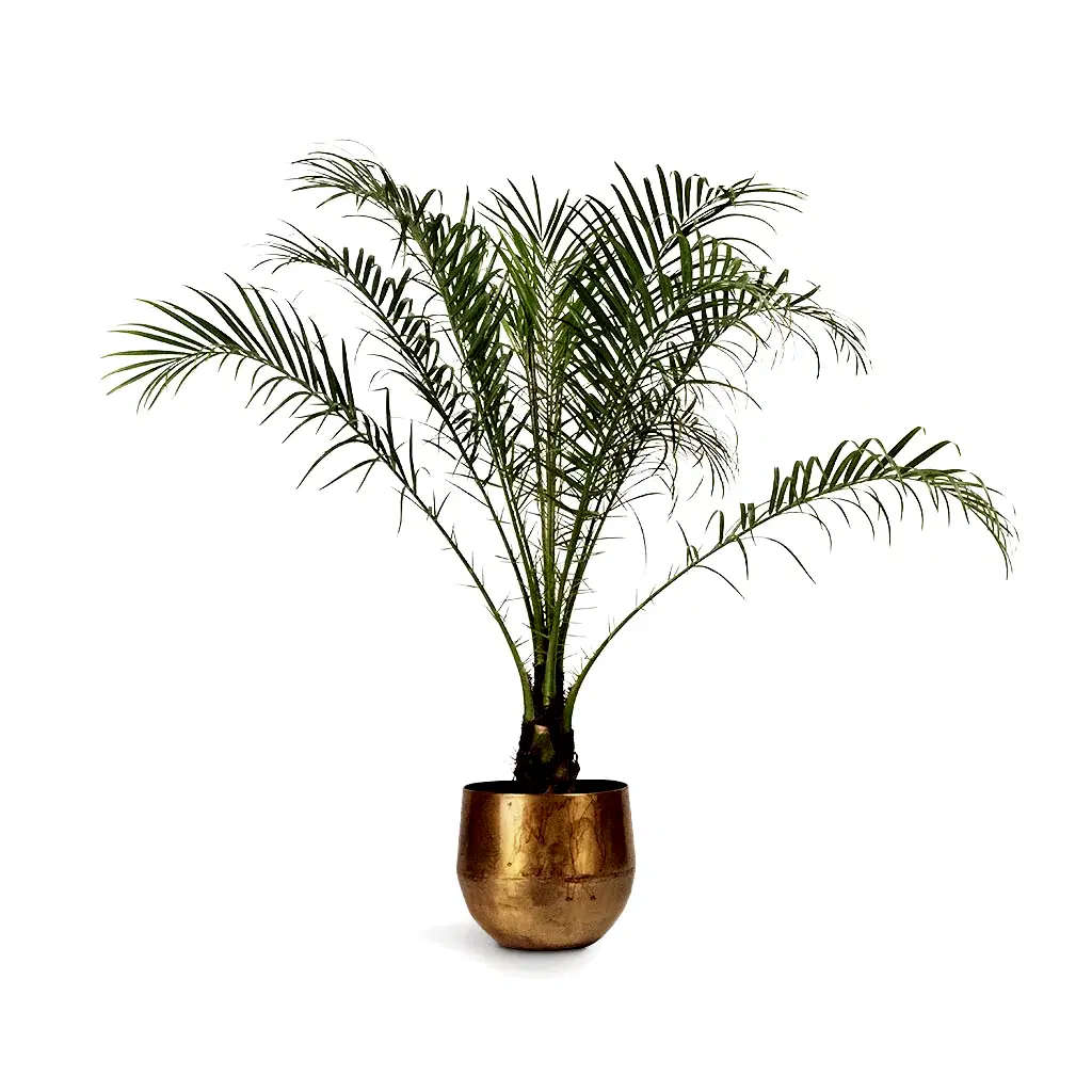 Phoenix roebelenii Pygmy Date Palm & Ayka Metal Plant Pots Set of 4 Old Camel