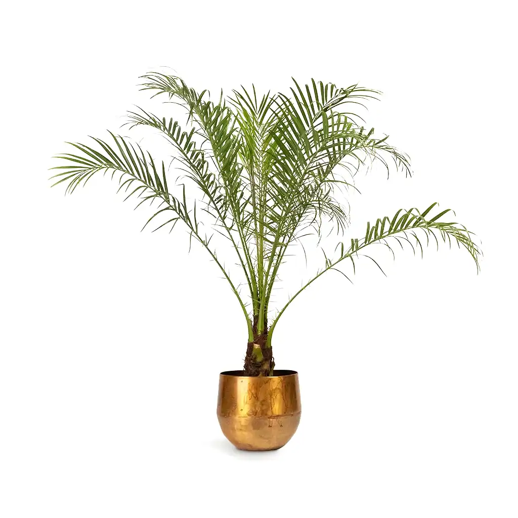 Phoenix roebelenii Pygmy Date Palm &amp; Ayka Metal Plant Pots Set of 4 Old Camel