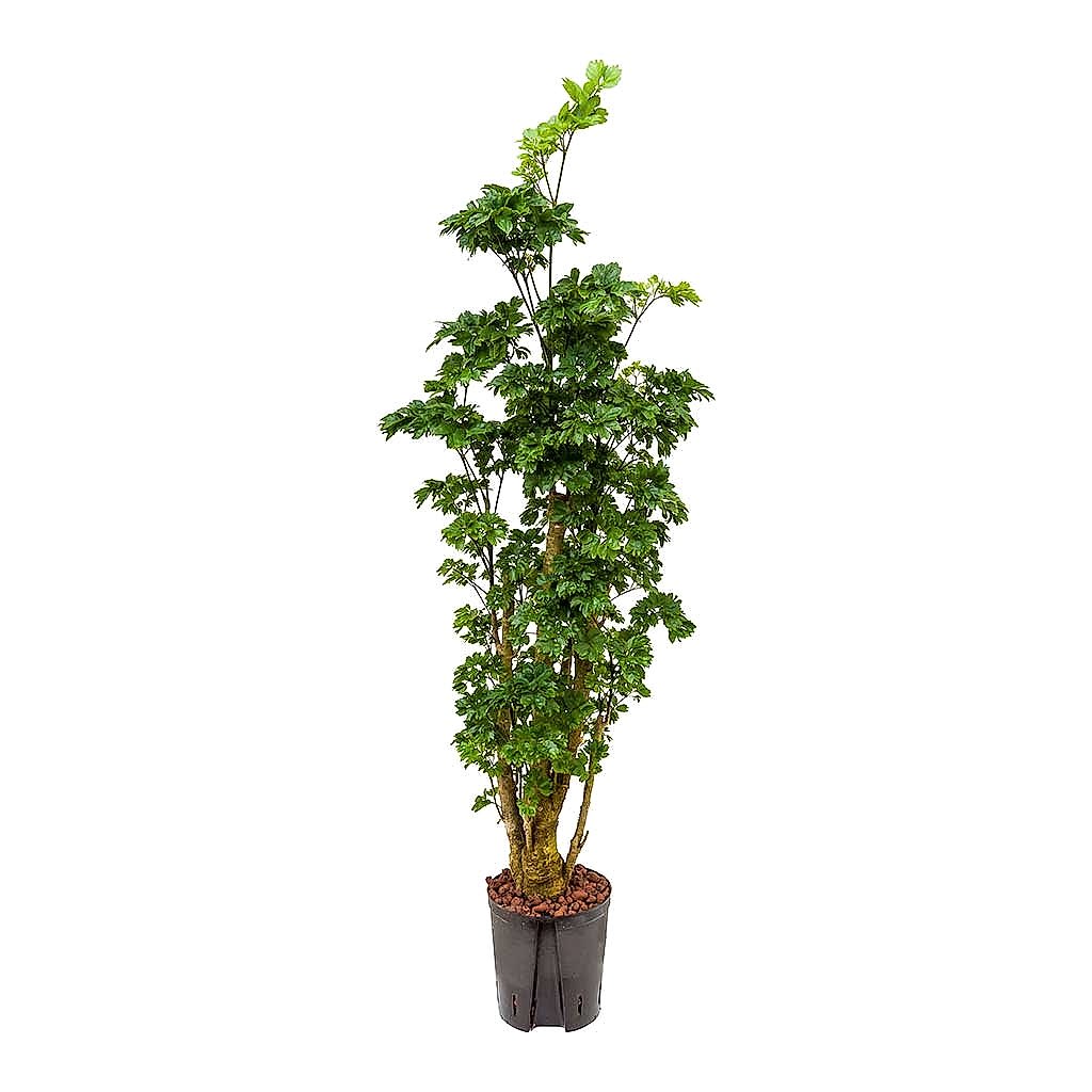Polyscias Roble Aralia Hydroculture Indoor Plant