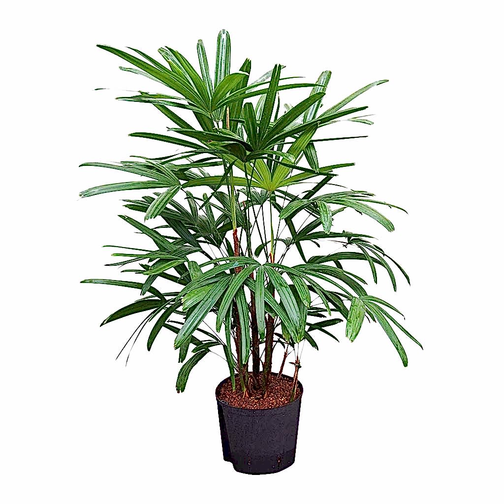 Rhapis excelsa Lady Palm Hydroculture Indoor Plant