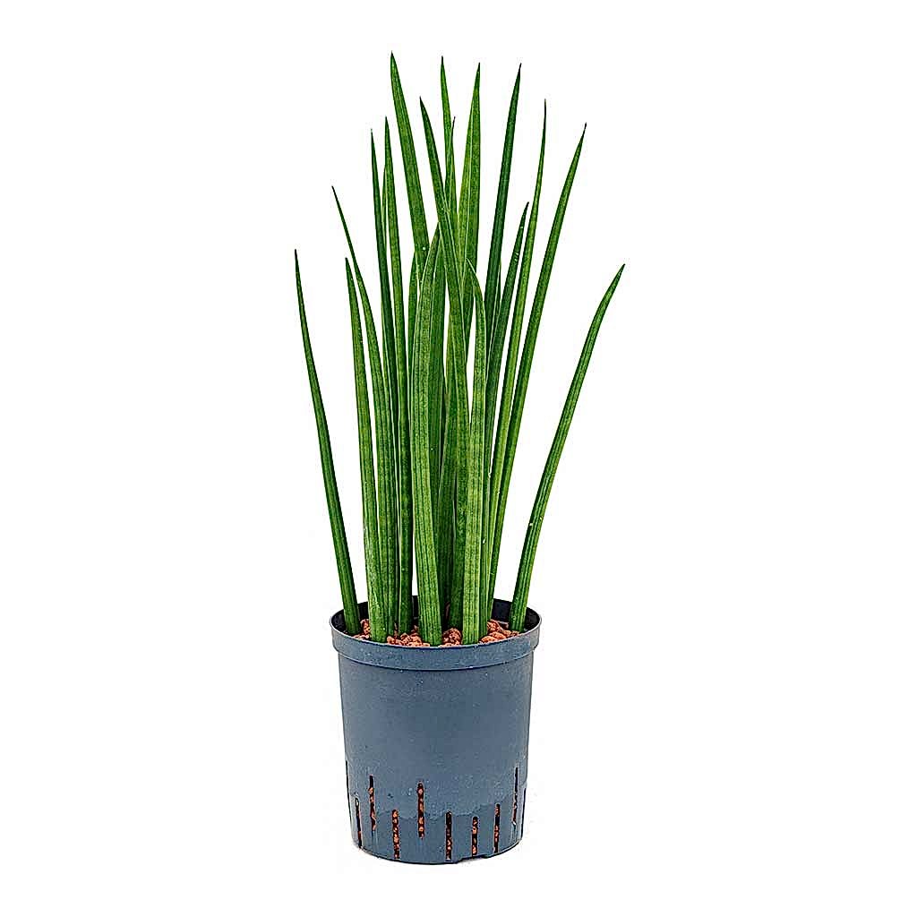 Sansevieria cylindrica Spikes Hydroculture Indoor Plant