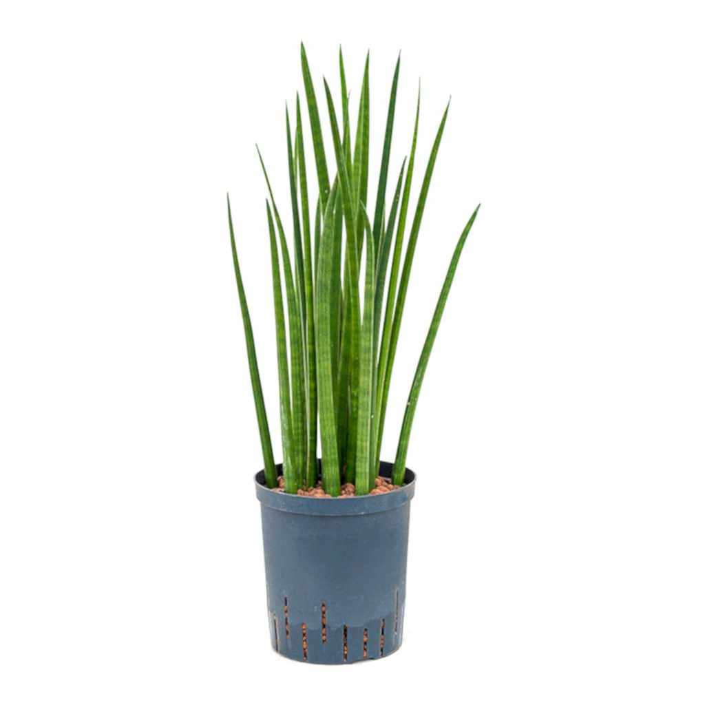 Sansevieria cylindrica Spikes Hydroculture Indoor Plant