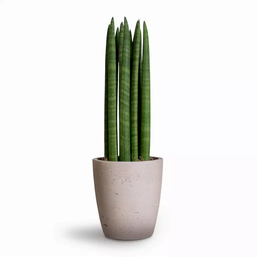 Sansevieria cylindrica Straight - Cylindrical Snake Plant Houseplant & Gerben Plant Pot - Grey Washed