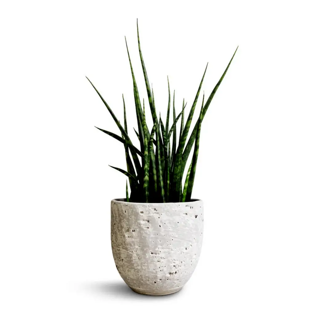 Sansevieria Fernwood Mikado - Snake Plant