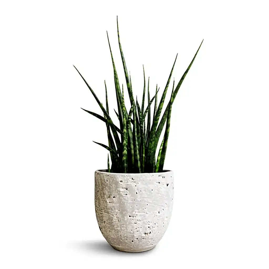 Sansevieria Fernwood Mikado - Snake Plant